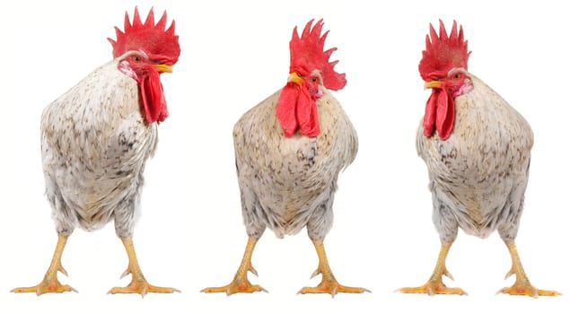 Three  white cock on a white background