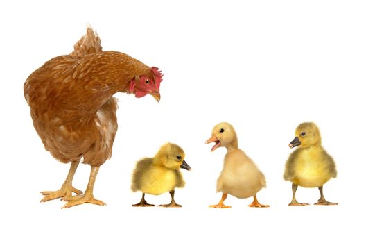 hen and chick ducks on a white background            