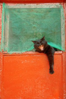 Black cat on a red background