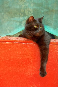 Black cat on a red background