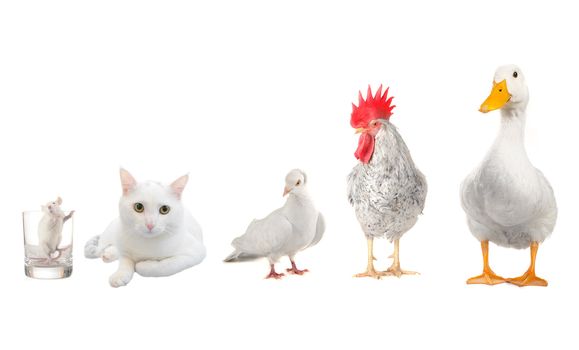 pets on a white background