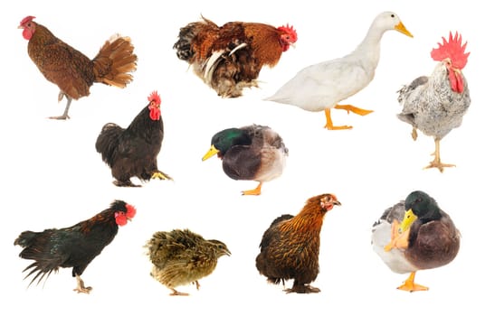 Birds standing on one foot