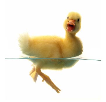 swimming nestling of duck on white background