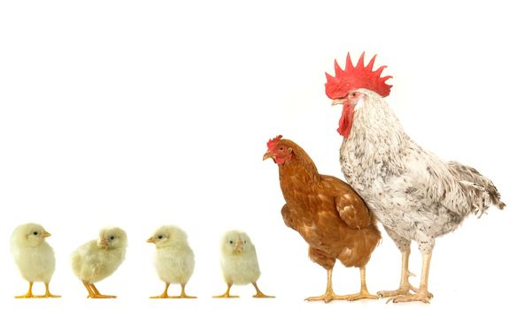 hen and cock on a white background                               