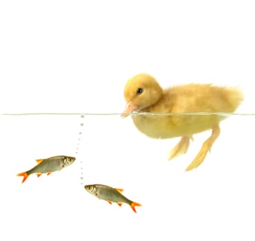  duck and fish on white background