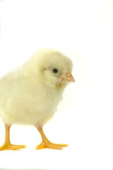 chick on a white background                               
