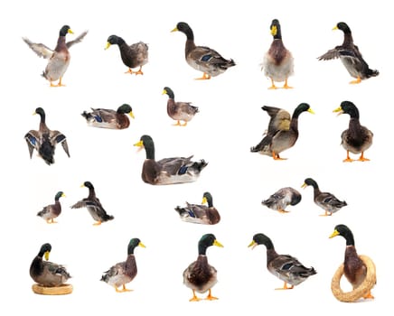  duck on a white background           