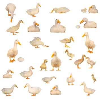 white duck on white a background           