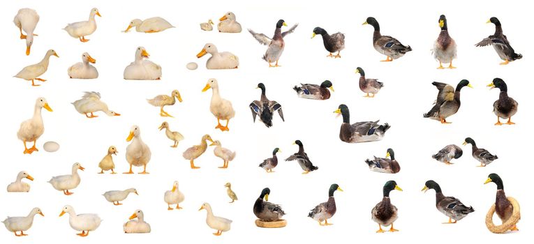 white duck on white a background           