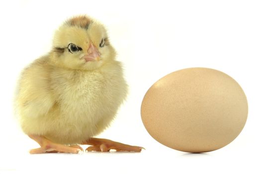 chick on a white background                               