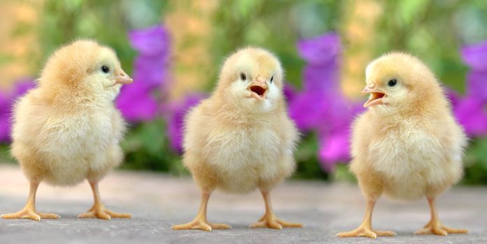 chick on a color background                               