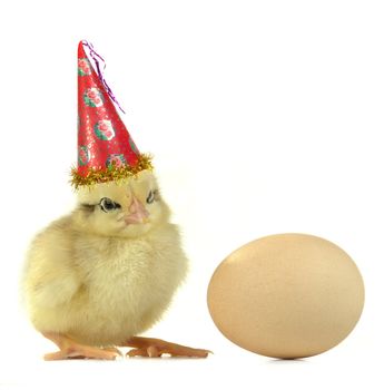 chick on a white background                               