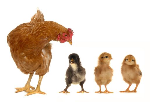 hen and chicks on a white background                               