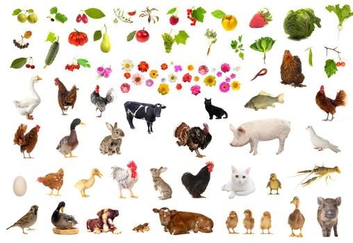 farming  objects on a white background                                 