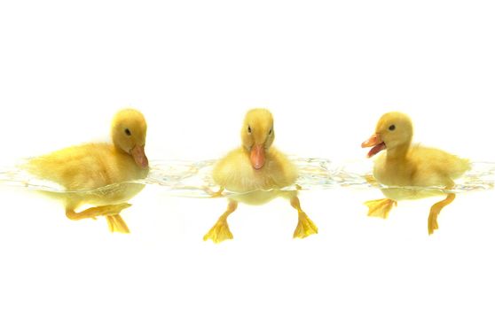 swimming nestling of duck three  on white background