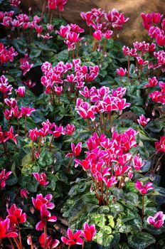 Cycamen spp, Nice pink color in garden at Chiang-Rai, North of Thailand