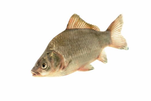  fish european carp on white background