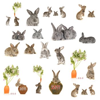 grey rabbit �n a white background