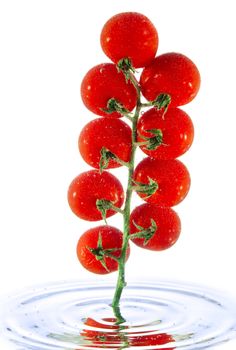 Branch of tomato in the water isolated over white background