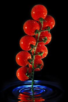 Branch of tomato in the water isolated over black background