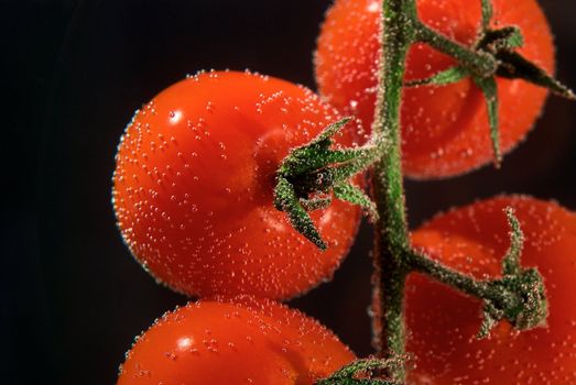 Branch of tomato in the water closup isolated over black background