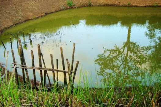 Pool in the countryside with tree reflect background