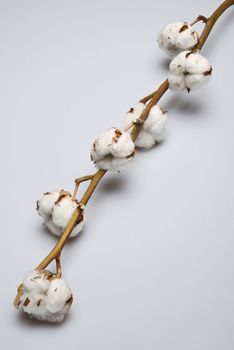 Cotton plant on a white background