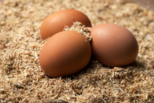 Three brown eggs laying on sawdust