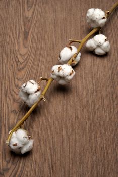 Cotton plant on a wooden background