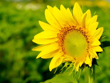 Sunflower in the farm
