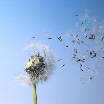 dandelion seeds in blue back