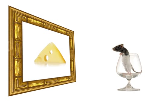 rat