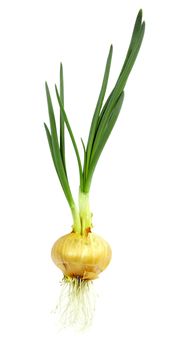 Onion roots and gave the green sprout