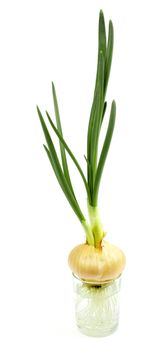 Onions gave roots and green sprout in water