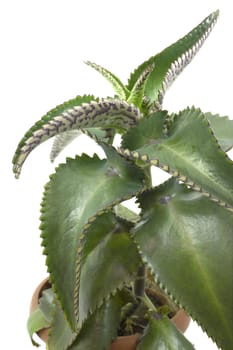 Kalanchoe plant grown at home on the windowsill