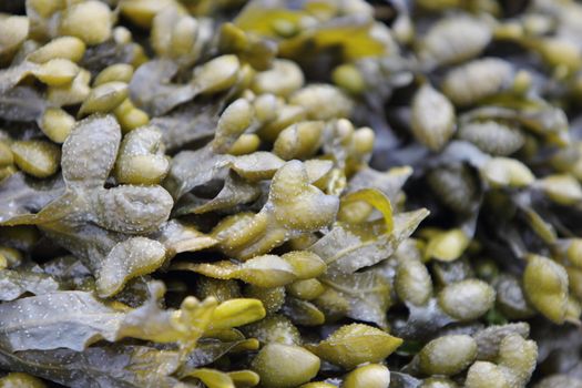 seaweed