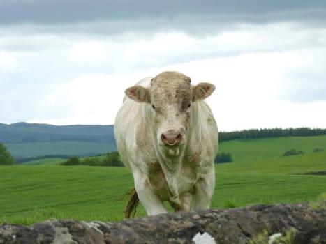 Bull