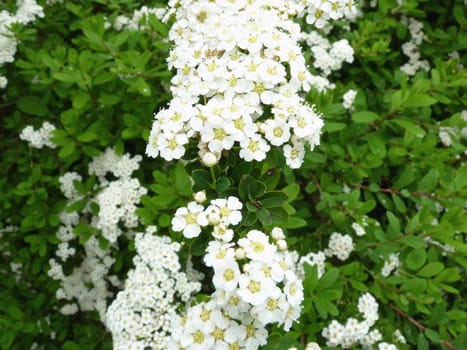 Spirea