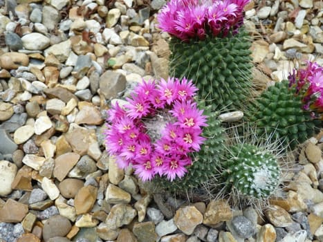 cactus in flower