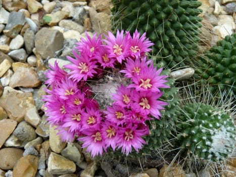 cactus in flower