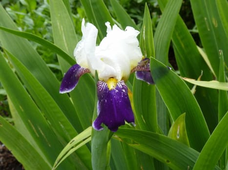 white and purple iris