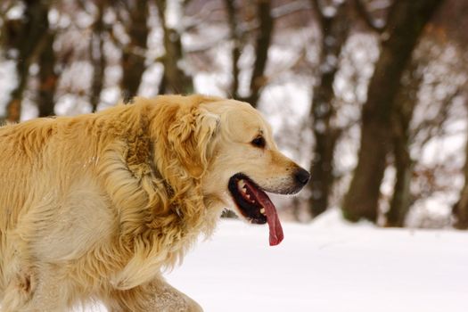 purebred golden retriever in the woods in winter