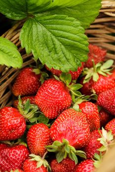 Strawberry berries closeup as a background in basket