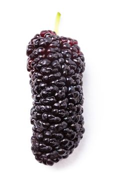 Mulberry berry close up on white background