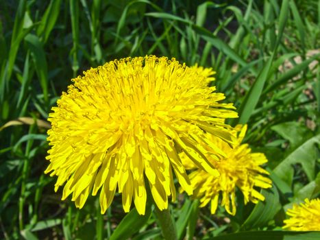 A flower of a dandelion in a field close-up