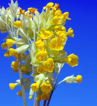 Blossom yellow wild flowers over blue sky. Shallow DOF.