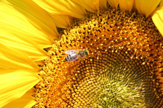 bee on sunflower close up