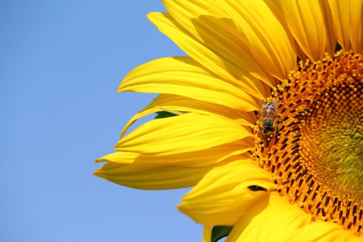 bee on sunflower summer season