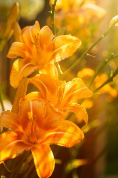 Beautiful tiger lily in the back light