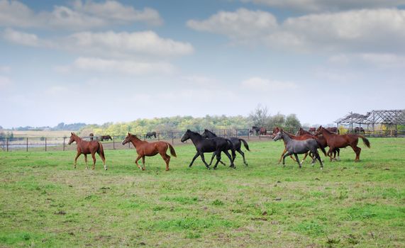 horses running